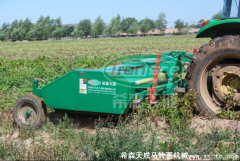 馬鈴薯收獲注意事項(xiàng)與方法